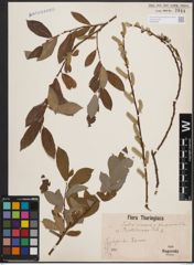 Foto von Salix cinerea L. x Salix purpurea L.